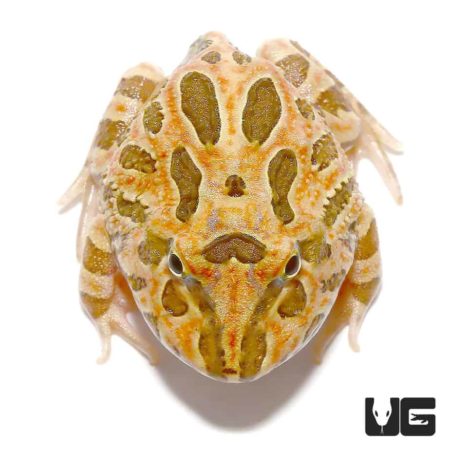 Inferno Pacman Frogs For Sale - Underground Reptiles
