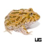 Inferno Pacman Frogs For Sale - Underground Reptiles