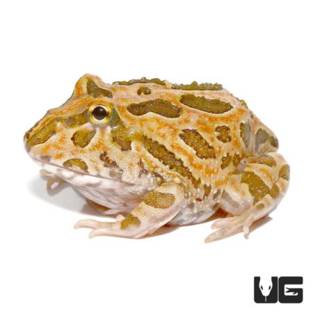 Inferno Pacman Frogs For Sale - Underground Reptiles