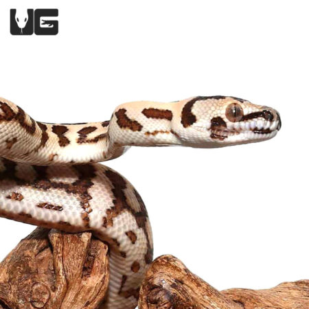 Baby Irian Jaya x Jungle Jaguar Carpet Pythons (Morelia spilota variegata) For Sale - Underground Reptiles