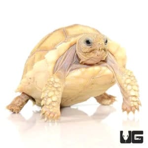 Baby Ivory Sulcata Tortoise - Underground Reptiles