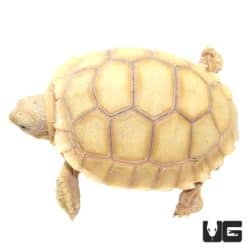 Baby Ivory Sulcata Tortoises For Sale - Underground Reptiles