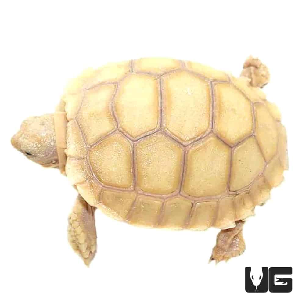 Baby Ivory Sulcata Tortoise - Underground Reptiles