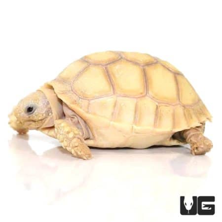 Baby Ivory Sulcata Tortoises For Sale - Underground Reptiles