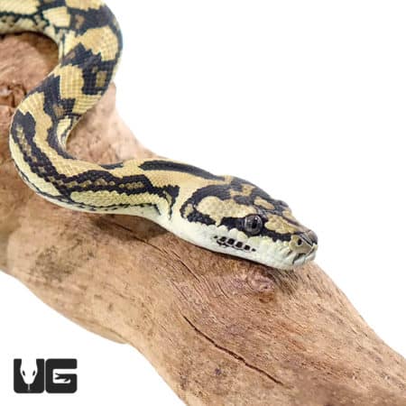 Baby Jaguar Carpet Pythons (Morelia spilota mcdowelli) For Sale - Underground Reptiles