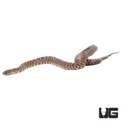 Baby Jelly Brooks Kingsnakes For Sale - Underground Reptiles