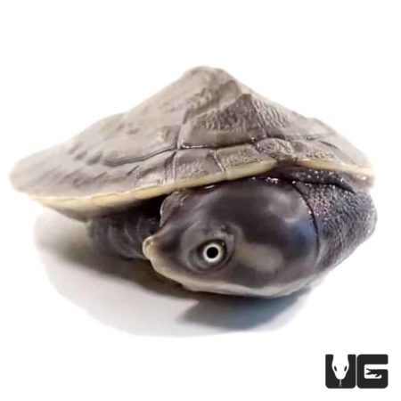 Baby Krefft's Sideneck Turtles For Sale - Underground Reptiles
