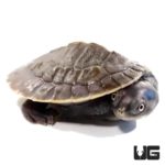Baby Krefft's Sideneck Turtles For Sale - Underground Reptiles