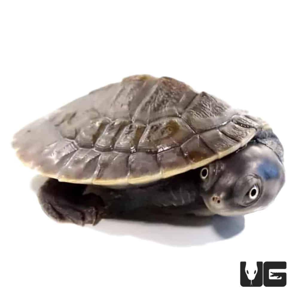 Baby Krefft's Sideneck Turtle For Sale - Underground Reptiles