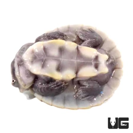 Baby Krefft's Sideneck Turtles For Sale - Underground Reptiles