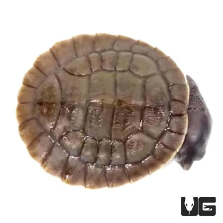 Baby Krefft's Sideneck Turtles For Sale - Underground Reptiles