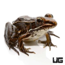 Baby Leopard Frog For Sale - Underground Reptiles