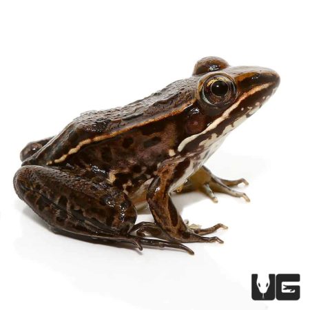Baby Leopard Frog For Sale - Underground Reptiles