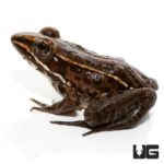Baby Leopard Frog For Sale - Underground Reptiles