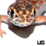 Baby Leopard Lizards (Gambelia wislizenii) For Sale - Underground Reptiles