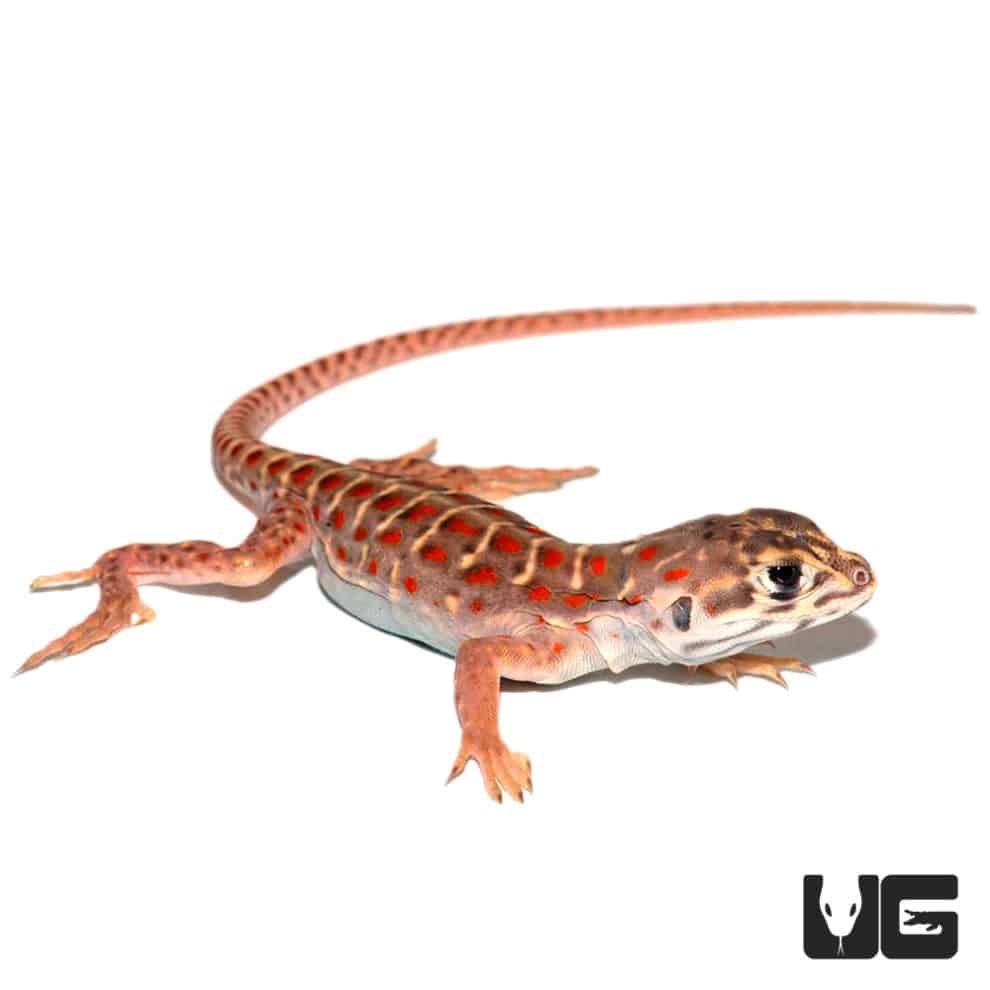 Baby Leopard Lizards For Sale - Underground Reptiles
