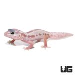 Baby Mack Snow Leucistic Leopard Geckos For Sale - Underground Reptiles