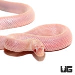 Baby Magenta Florida Kingsnakes For Sale - Underground Reptiles