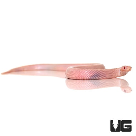 Baby Magenta Florida Kingsnakes For Sale - Underground Reptiles