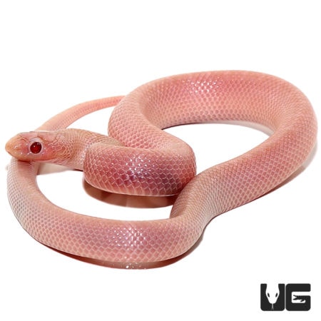 Baby Magenta Florida Kingsnakes For Sale - Underground Reptiles