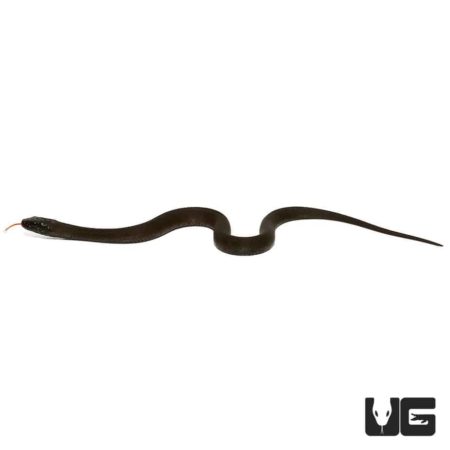 Baby Mangrove Salt Marsh Snakes For Sale - Underground Reptiles
