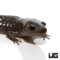 Baby Marbled Salamander For Sale - Underground Reptiles