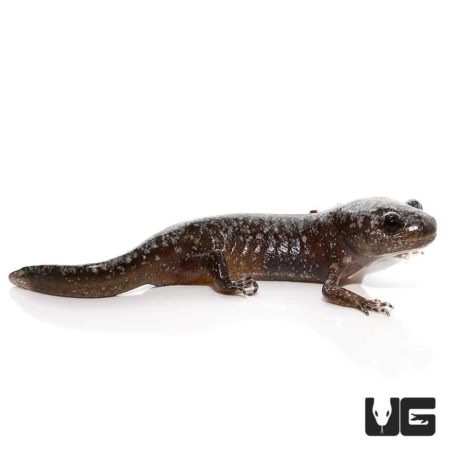 Baby Marbled Salamander For Sale - Underground Reptiles