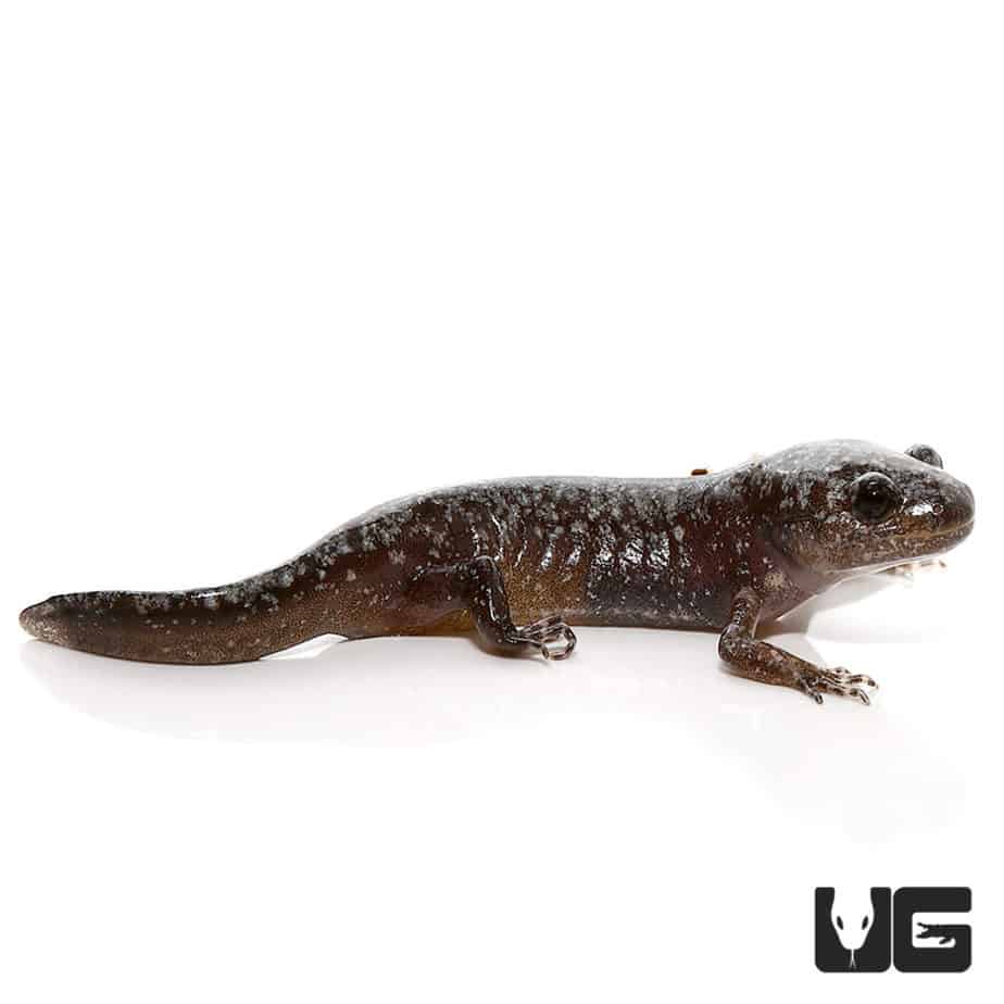 Baby Marbled Salamander Underground Reptiles