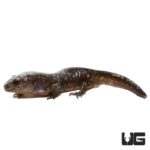 Baby Marbled Salamander For Sale - Underground Reptiles