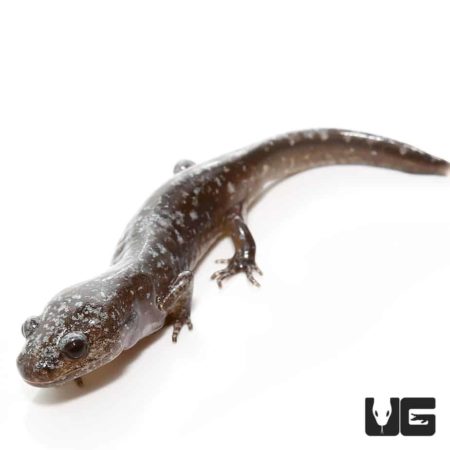 Baby Marbled Salamander For Sale - Underground Reptiles