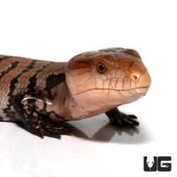 Baby Merauke Blue Tongue Skink For Sale - Underground Reptiles