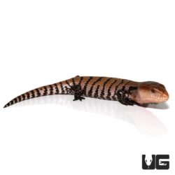 Baby Merauke Blue Tongue Skink For Sale - Underground Reptiles