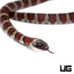 Baby Mex Mex X Ruthveni Kingsnakes For Sale - Underground Reptiles
