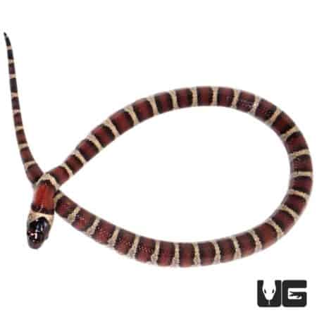 Baby Mex Mex X Ruthveni Kingsnakes For Sale - Underground Reptiles