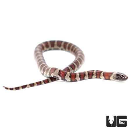 Baby Mex Mex X Ruthveni Kingsnakes For Sale - Underground Reptiles