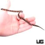 Baby Mex Mex X Ruthveni Kingsnakes For Sale - Underground Reptiles