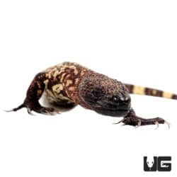 Baby Mexican Beaded Lizard (Heloderma horridum) For Sale - Underground Reptiles