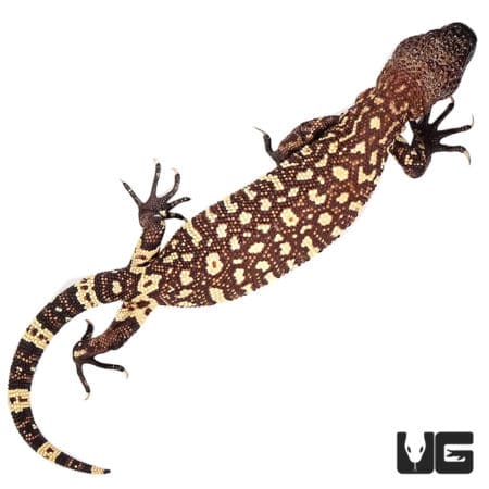 Baby Mexican Beaded Lizard (Heloderma horridum) For Sale - Underground Reptiles