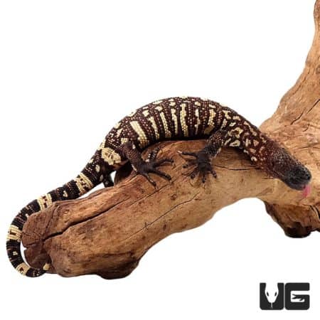 Baby Mexican Beaded Lizard (Heloderma horridum) For Sale - Underground Reptiles