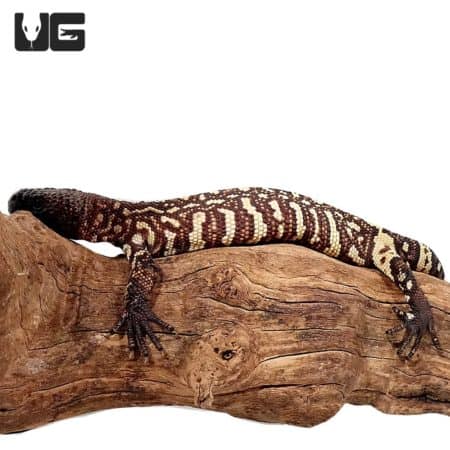 Baby Mexican Beaded Lizard (Heloderma horridum) For Sale - Underground Reptiles