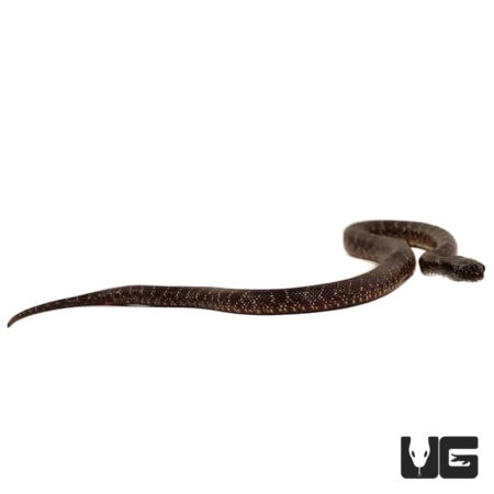 Baby Mexican Black x Desert Kingsnakes For Sale - Underground Reptiles