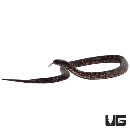 Baby Mexican Black x Desert Kingsnakes For Sale - Underground Reptiles