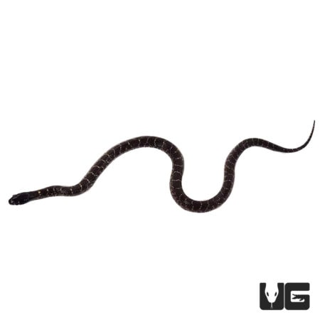 Baby Mexican Black x Desert Kingsnakes For Sale - Underground Reptiles