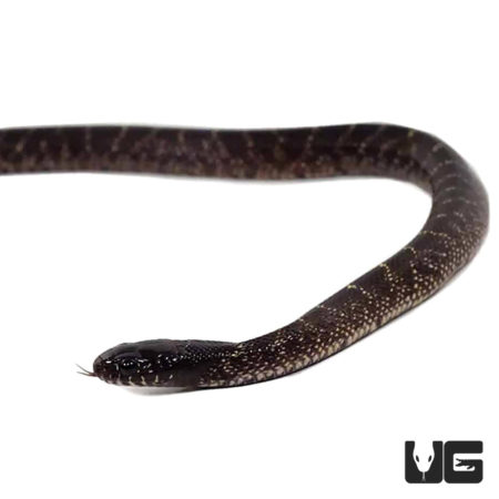 Baby Mexican Black x Desert Kingsnakes For Sale - Underground Reptiles