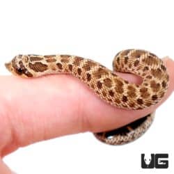 Baby Mexican Hognose Snakes For Sale - Underground Reptiles