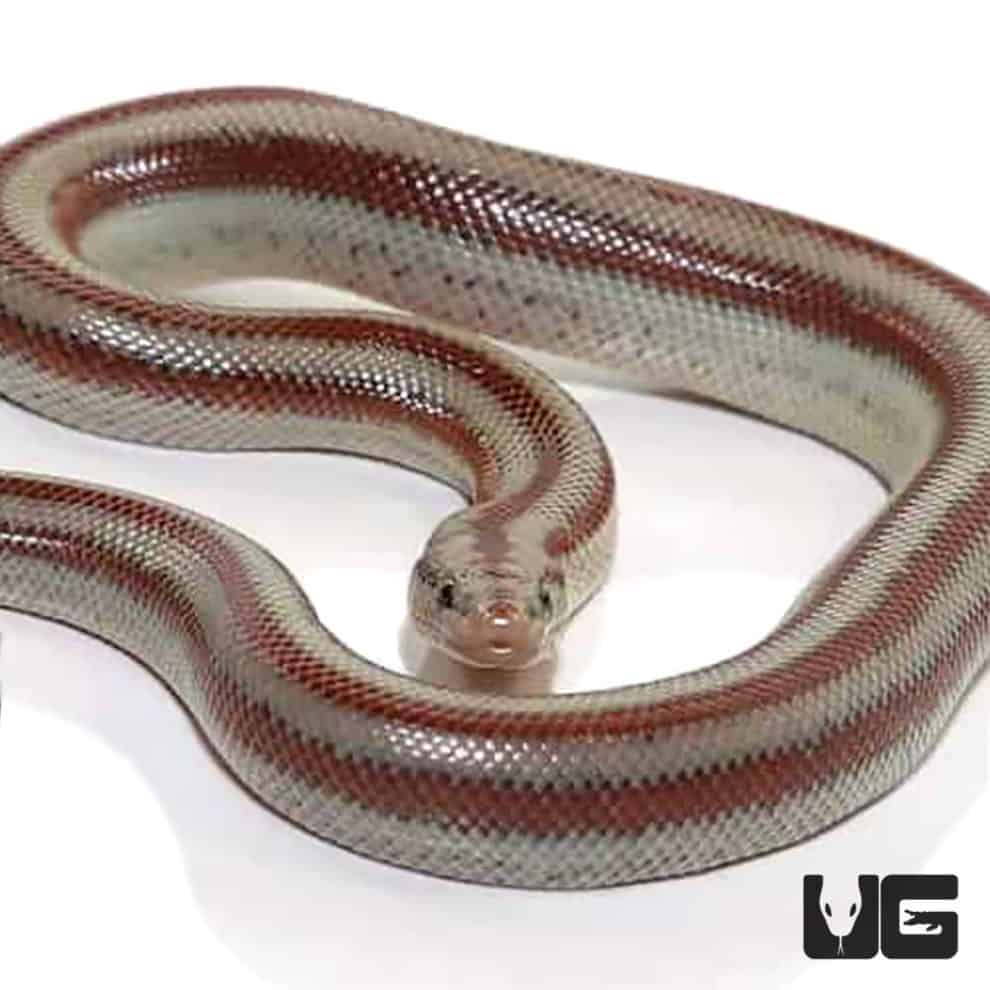Baby Mexican Rosy Boas For Sale Underground Reptiles