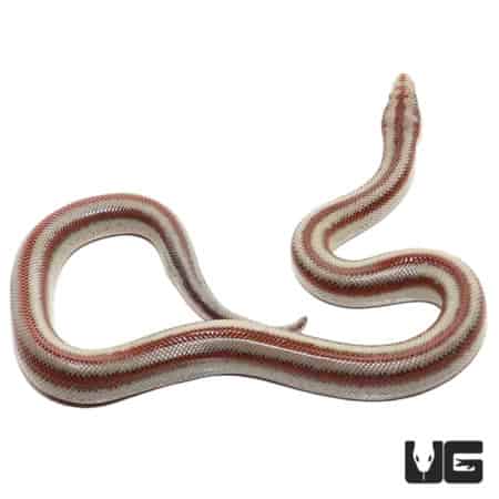 Baby Mexican Rosy Boas (Lichanura trivirgata trivirgata) For Sale - Underground Reptiles