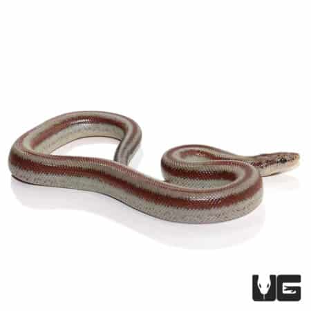 Baby Mexican Rosy Boas (Lichanura trivirgata trivirgata) For Sale - Underground Reptiles