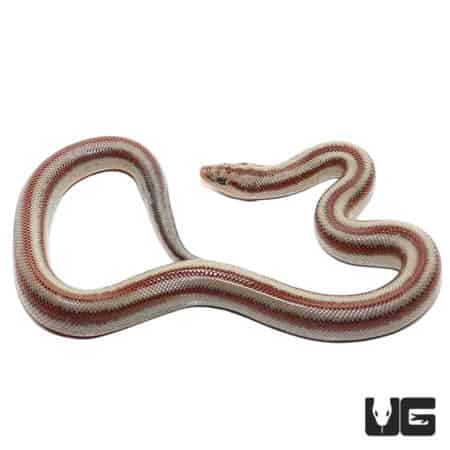 Baby Mexican Rosy Boas (Lichanura trivirgata trivirgata) For Sale - Underground Reptiles