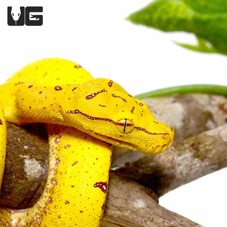 Green Tree Pythons For Sale - Underground Reptiles